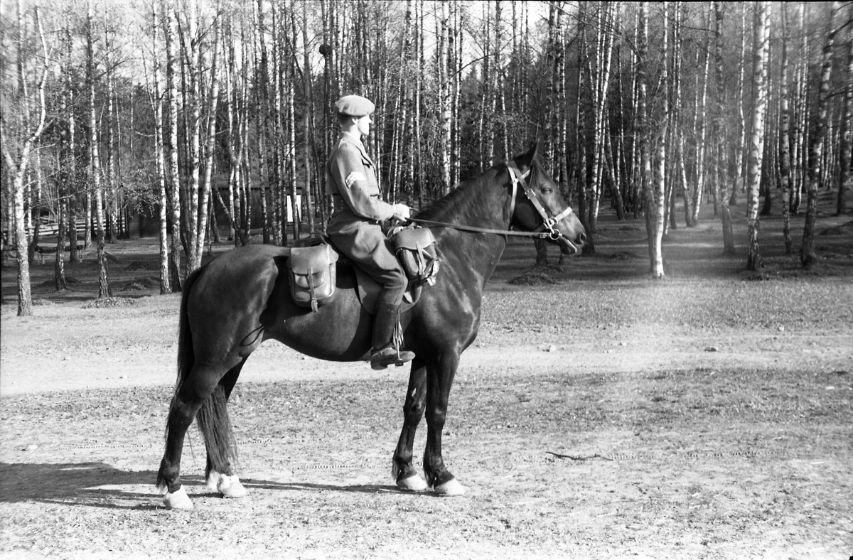 Fem bilder av en uidentifisert militær rytter med sersjants grad ved Hærens Hestskole på Starum mai 1953.