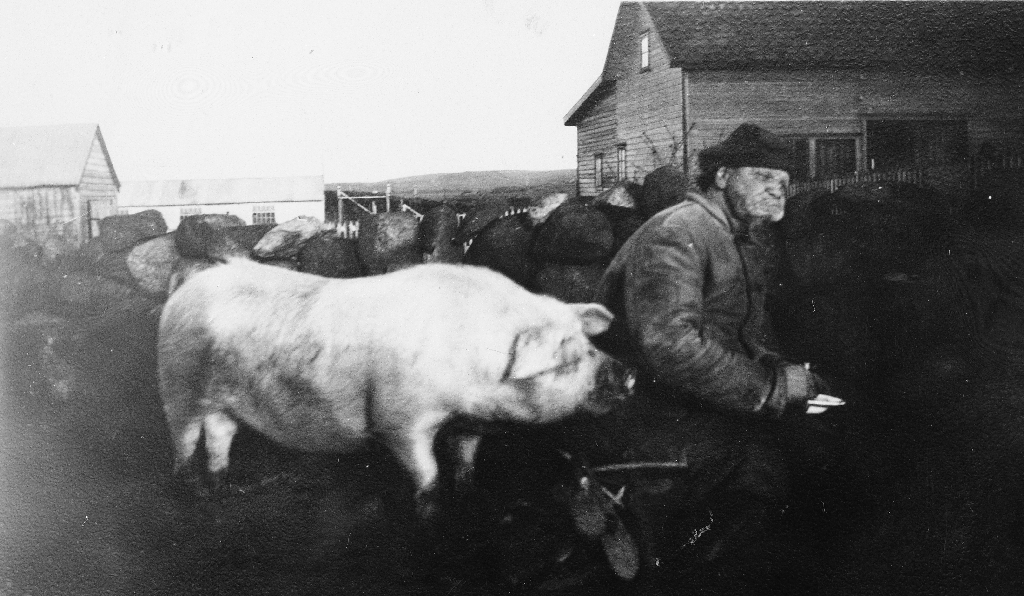 Pinn-Ola sit attmed ein steingard på Hognestad. Til venstre står ein gris og snusar.
Pinn-Ola, Ola Tu, (1866 - 1944) var frå Tu. Han var ein "bygdeoriginal" som vandra rundt i Bryne og i bygda. Han bar alltid på eit knippe med pinnar. Biletet er frå omlag 1935. Han gjekk om Line og Steinsland når han skulle til Bryne.