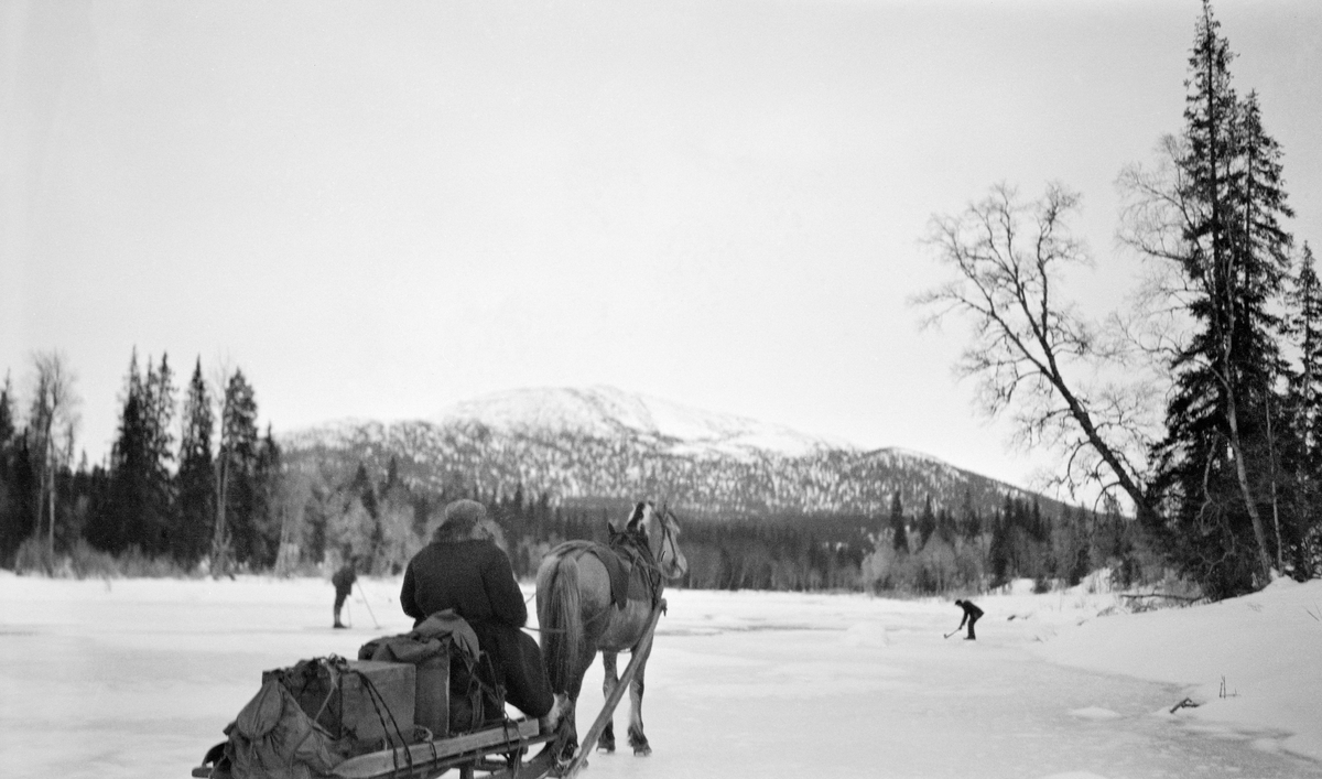 Hesteskyss på veg oppover Nesåa i Van Severens skoger.  I forgrunnen en slede med pargas og kjørekar, trukket av en fjording.  Doningen står på elveisen.  I forgrunnen ses en skiløper og en mann som later til å hogge i isen, muligens for å teste tjukkelsen.  Langsmed vassdraget vokser det bjørk- og granskog.  I bakgrunnen et fjellmassiv med skog i de lavere liene, Rognbuklumpen. 