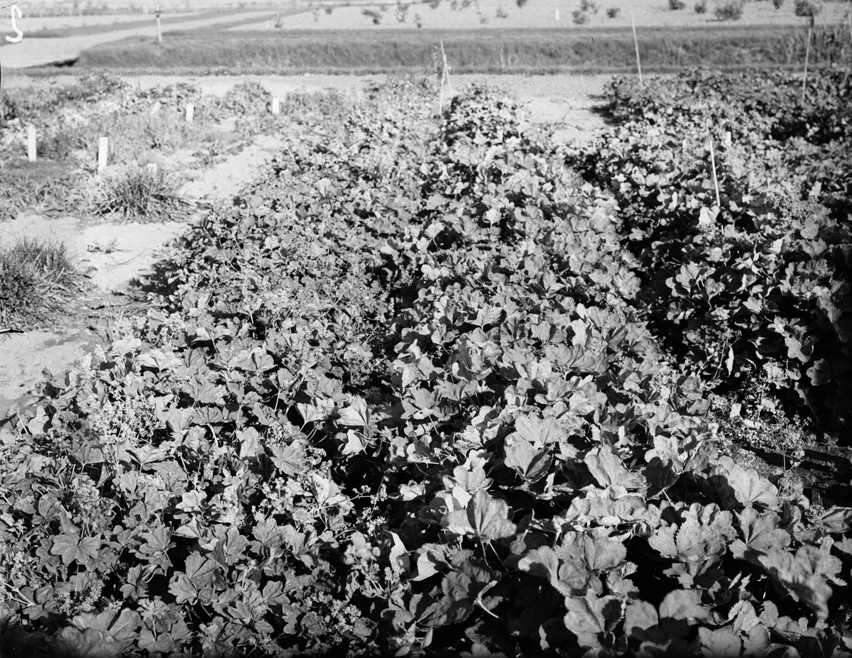 Växtsystematisk-genetiska trädgården, Ultuna 1942