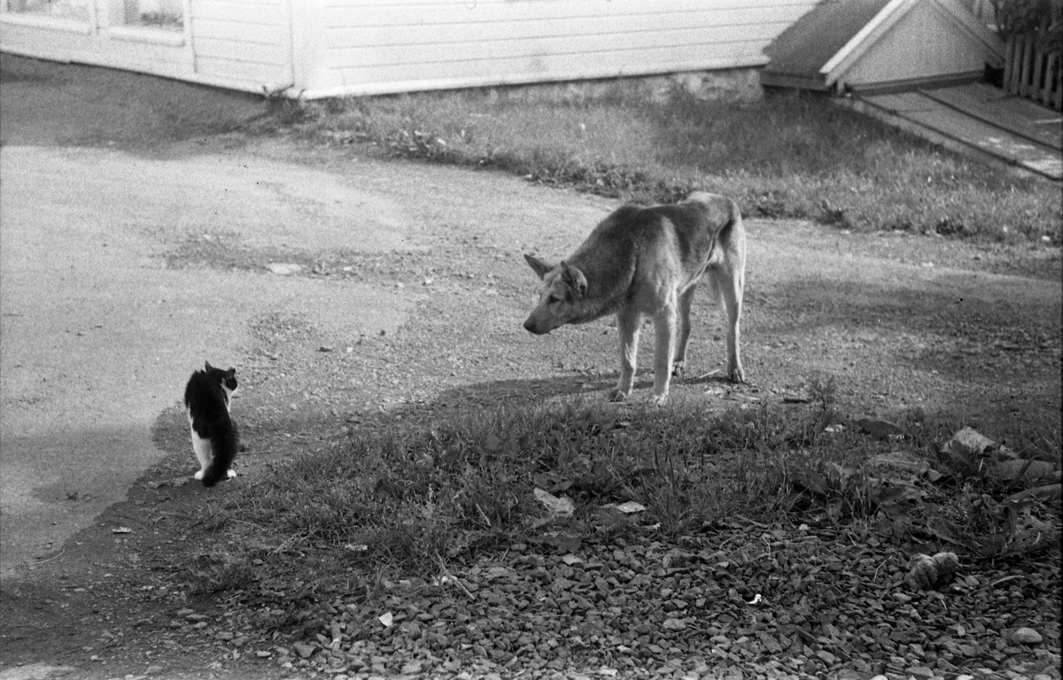 Møte mellom hund og katt fotografert gjennom vinduet hos Lena Foto & Radio juli 1953. Fem bilder.