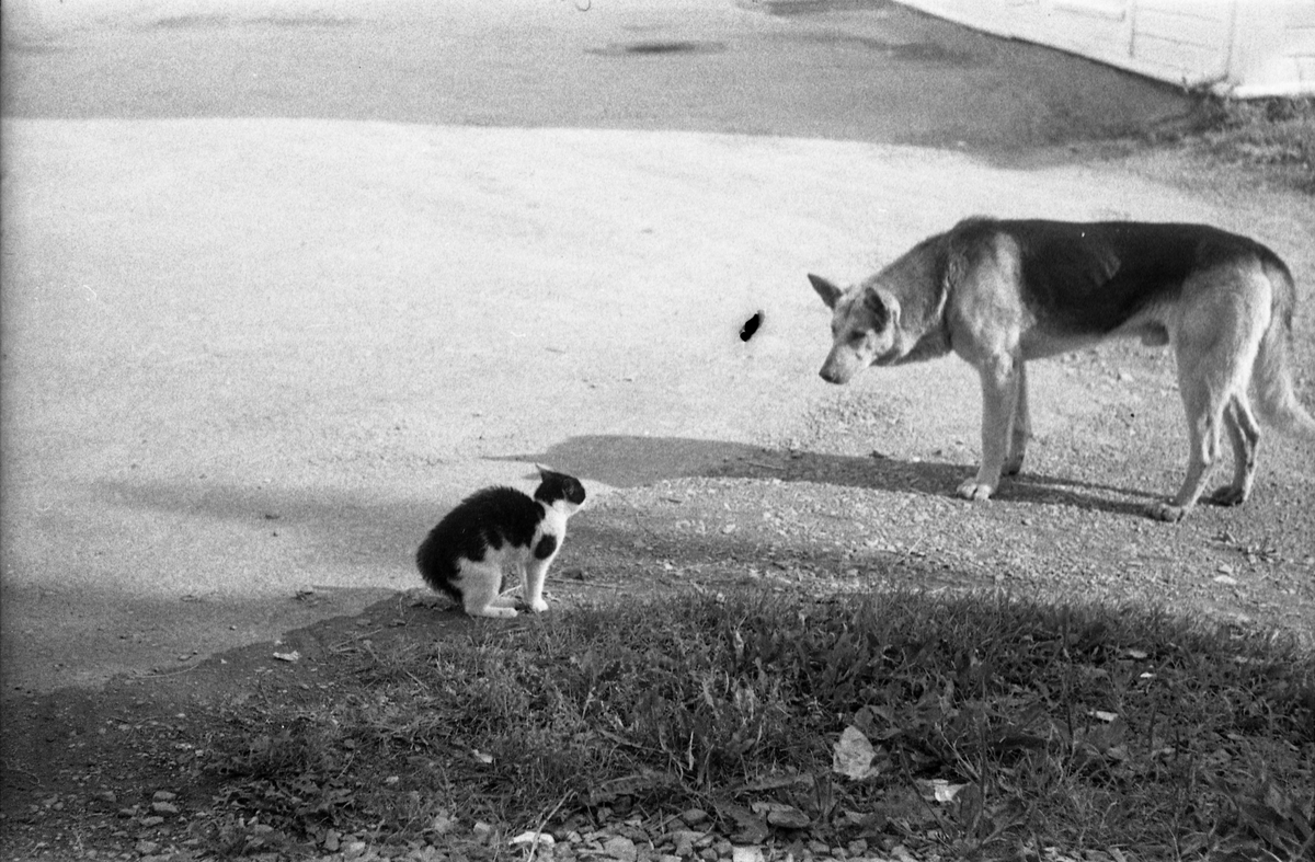 Møte mellom hund og katt fotografert gjennom vinduet hos Lena Foto & Radio juli 1953. Fem bilder.