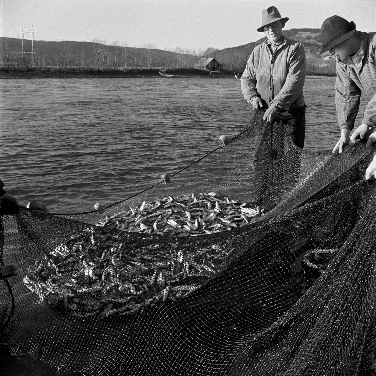 Fra lågåsildfisket ved Øyra i Fåberg høsten 1962.  Dette var et område der det var forholdsvis strid strøm i Gudbrandsdalslågen.  Derfor ble det satt opp strømbrytere i elveløpet, med et «utgjerdstre» øverst og et «lendingstre» nederst på «varpet» (fiskeplassen).  Nota som ble brukt er et bundet innstengingsredskap med maskevidde som er så liten at fisken (i motsetning til når det brukes garn) ikke setter seg fast.  Notveven er sydd til en «søkketennol» og en «flætennol».  Søkketennolen var bred og tung, med søkker av stein, bly eller jern.  Stor tyngde var spesielt viktig på varp – fiskeplasser – der det var stid strøm, for under slike forhold måtte den nedre delen av nota fort ned mot elvebotnen om fisket skulle bli effektivt.  Søkketennolen skulle sikre at den nedre delen av nota fulgte elvebotnen, uten å slippe fisk under.  Flætennolen hadde flytelegemer av tre eller kork som gav den øvre delen av notveven («bundingen») oppdrift, og dermed bidrog til at den sto som en vegg i vannmassene.  I hver ende av notveven, som kunne være sammensatt av flere elementer, som i Fåberg ble kalt for «teiner», var det inndraingstau, som ble kalt «jeiner». Karene som holdt jeinene dro nota, i en U-form som omsluttet fisken i mellomliggende frie vannmasser, inn mot land.  Da dette bildet ble tatt var fangsten berget inn i strandsona, og fiskerne kunne med interesse og begreistring betrakte det sprellende utbyttet av notkastet.

Fiskeribiologen Hartvig Huitfeldt-Kaas' beskrivelse av notfiske med utgjerds- og lendingstre på Knuvelen, på motsatt side av elva, er gjengitt under fanen «Opplysninger».