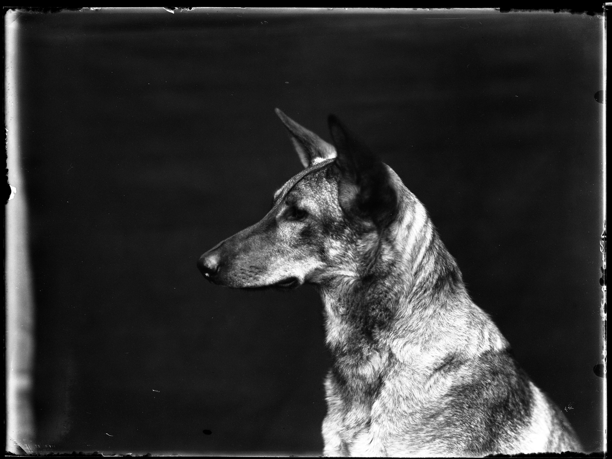 Porträtt av en schäfer i profil. I fotografens anteckningar står det "Torsten Hallgrens schäfer". Tolkat som Torsten Hallgren (f. 1899-11-11)