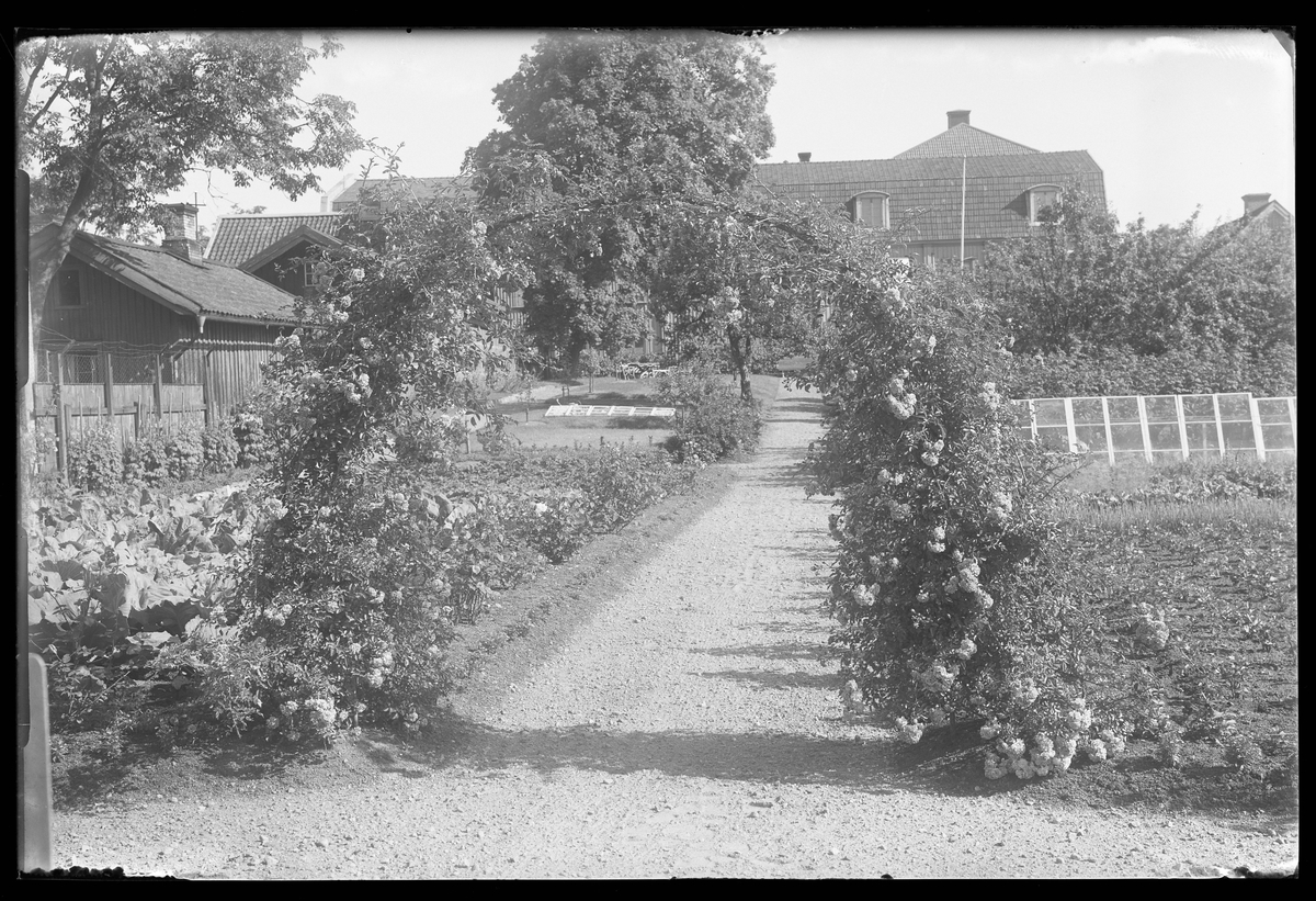 Vy över en trädgård med odlingar på var sida om en grusgång. En båge med klätterrosor bildar en ingång. I fotografens egna anteckningar står det "Bågen i Ing[enjör] Bergs trädgård". Tolkat som att trädgården tillhör Gunnar Teodor Berg och Margit Maria (f. Eriksson Nordin).