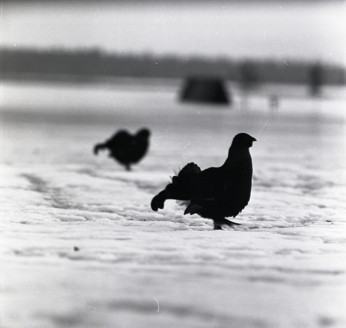 Två orrar i snön vid F15 i Söderhamn, 1957.