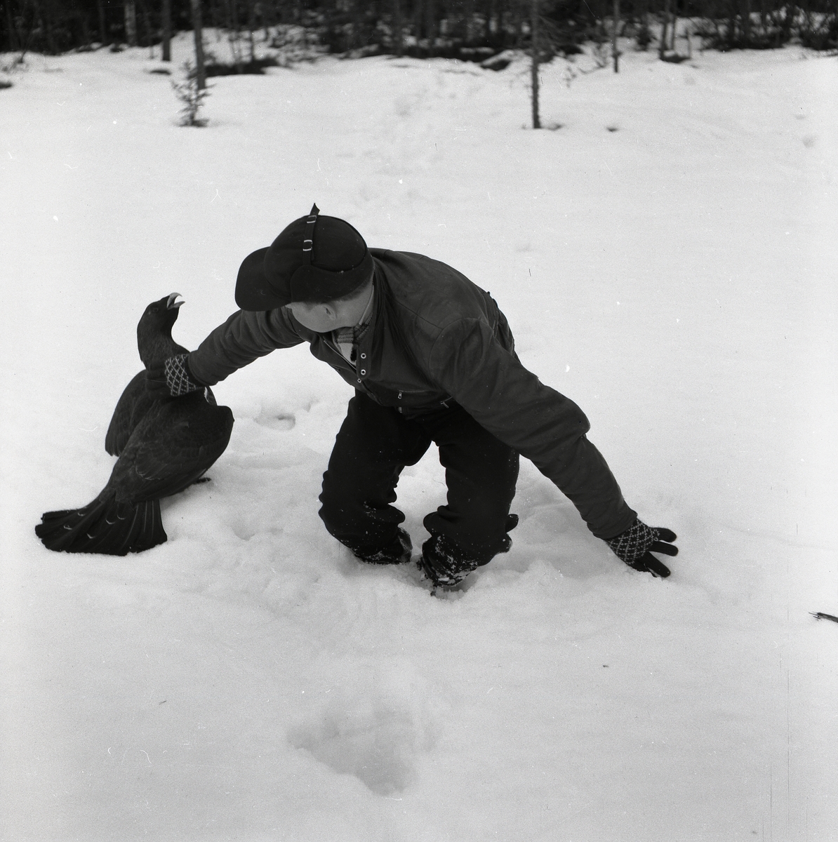 En man skyddar sig från en attackerande tjäder den 18 mars 1954.