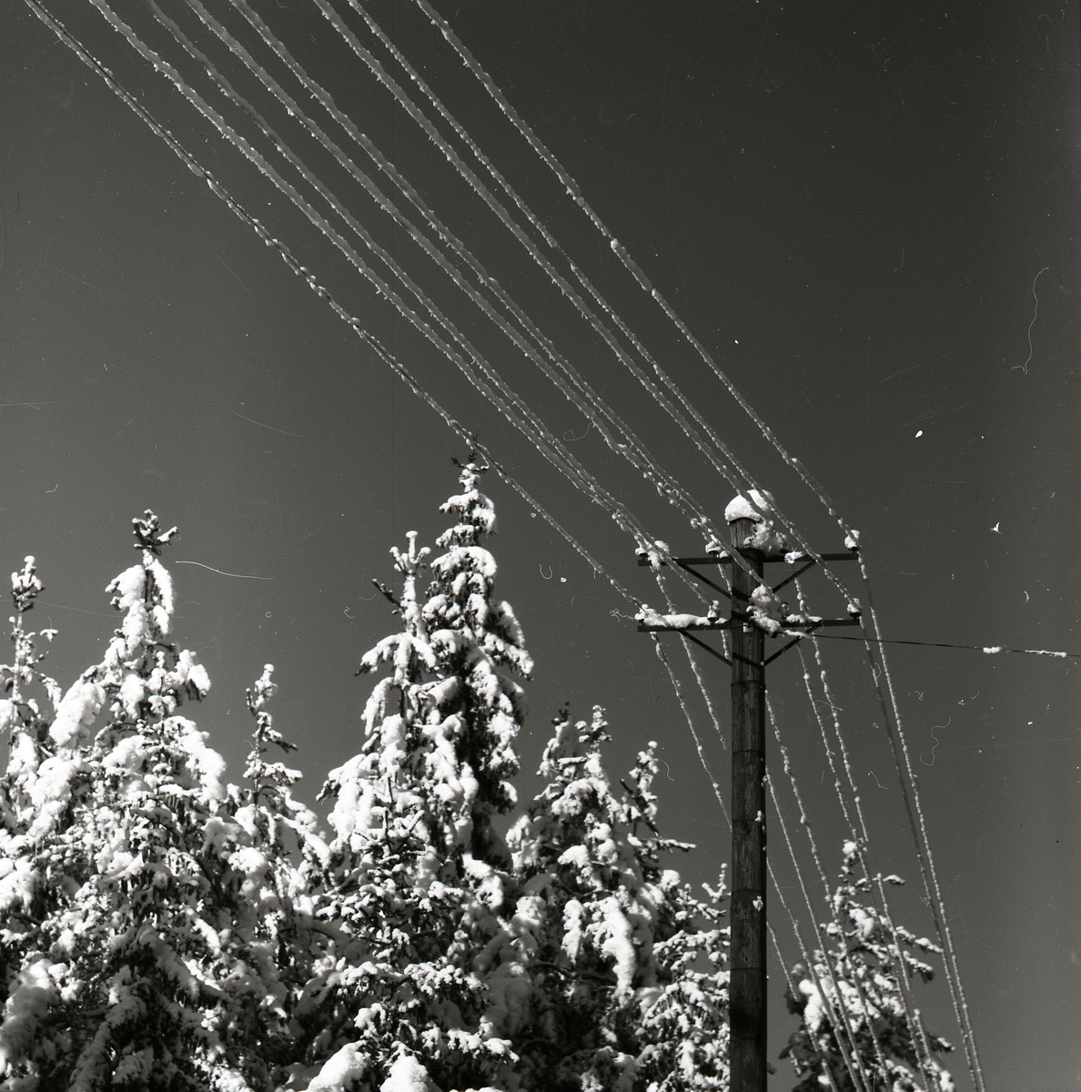 Snö "uppläga" på telefontrådar vid skogen i februari 1955.