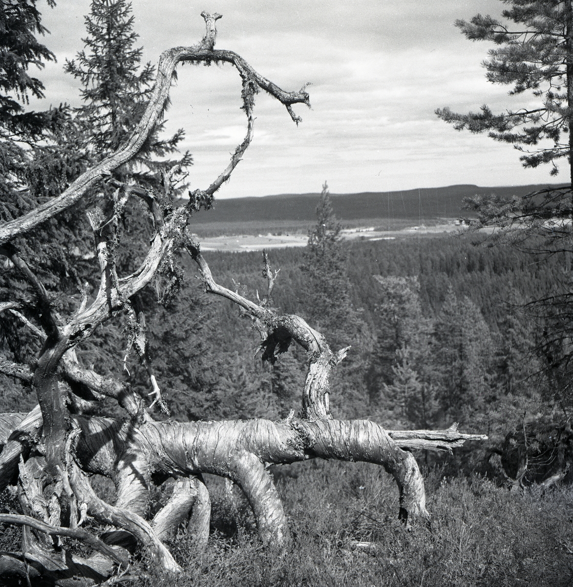 Ett nedfallet, dött träd med krokiga grenar, 1947.