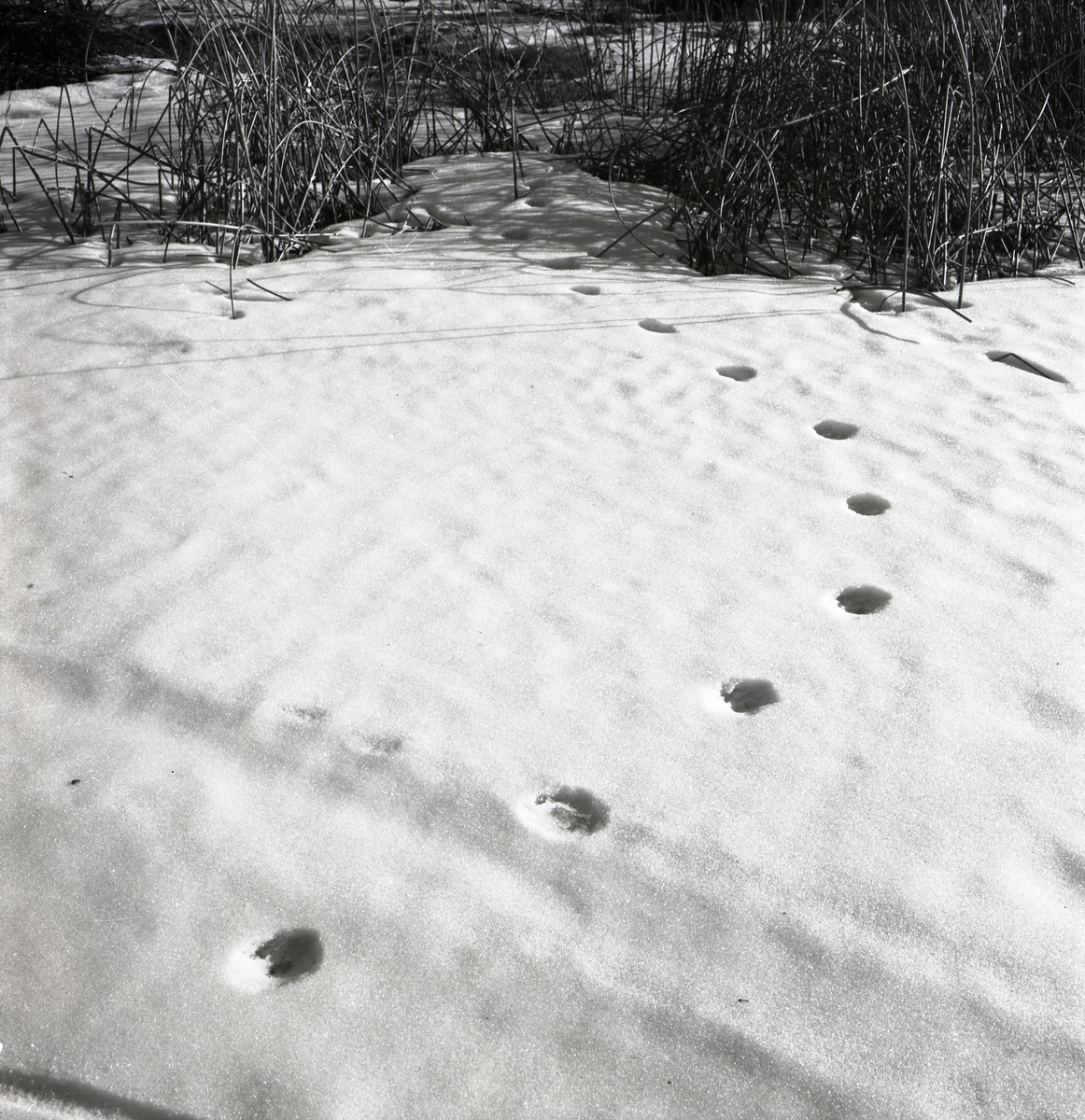 Rävspår i snön leder in i en vassdunge, 13 mars 1952.