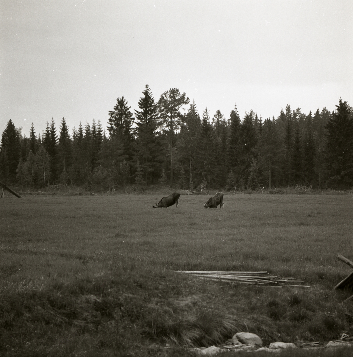 Två betande älgar på en åker i Voxnaområdet, 1969.