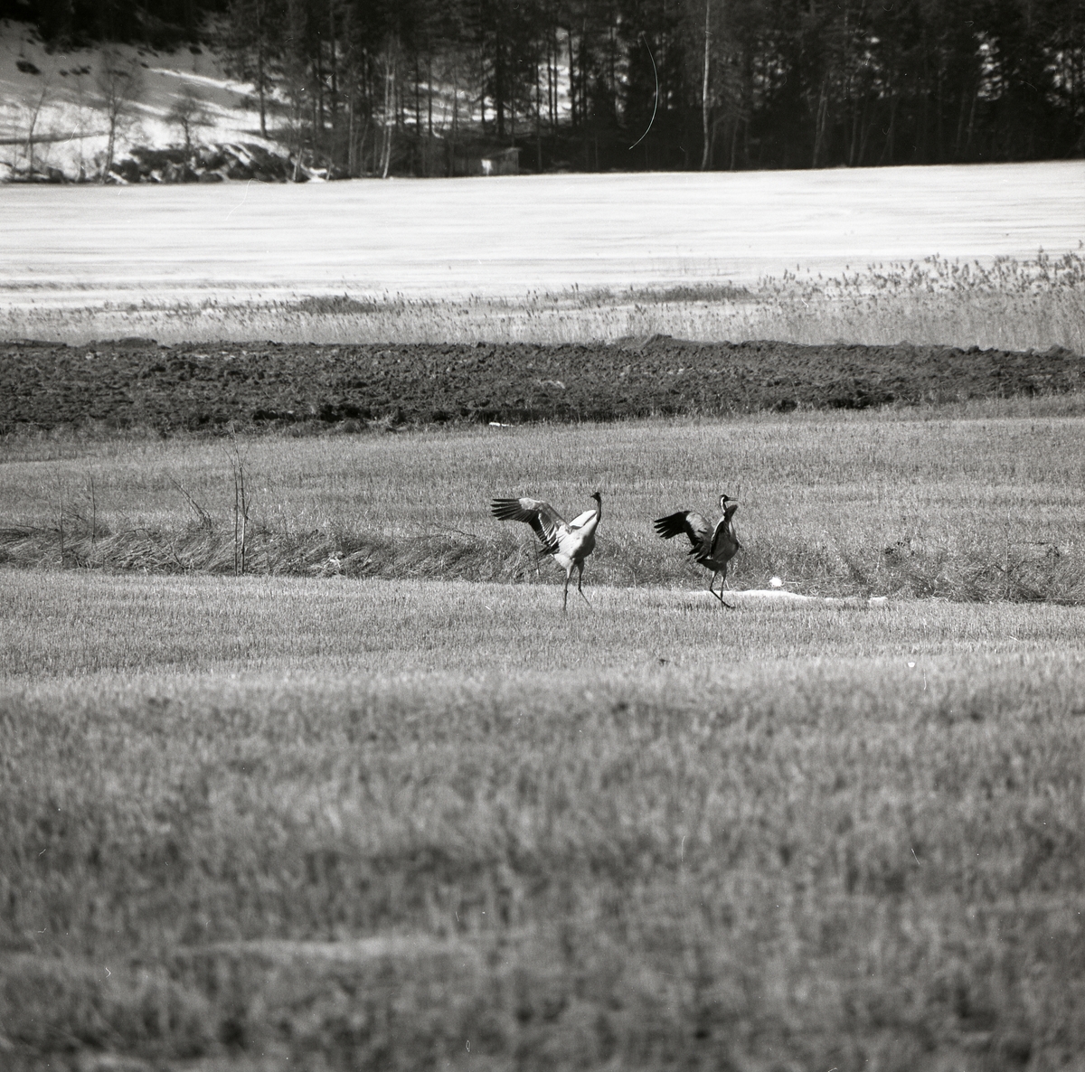 Två dansande tranor vid Gosjön, 19 april 1984.