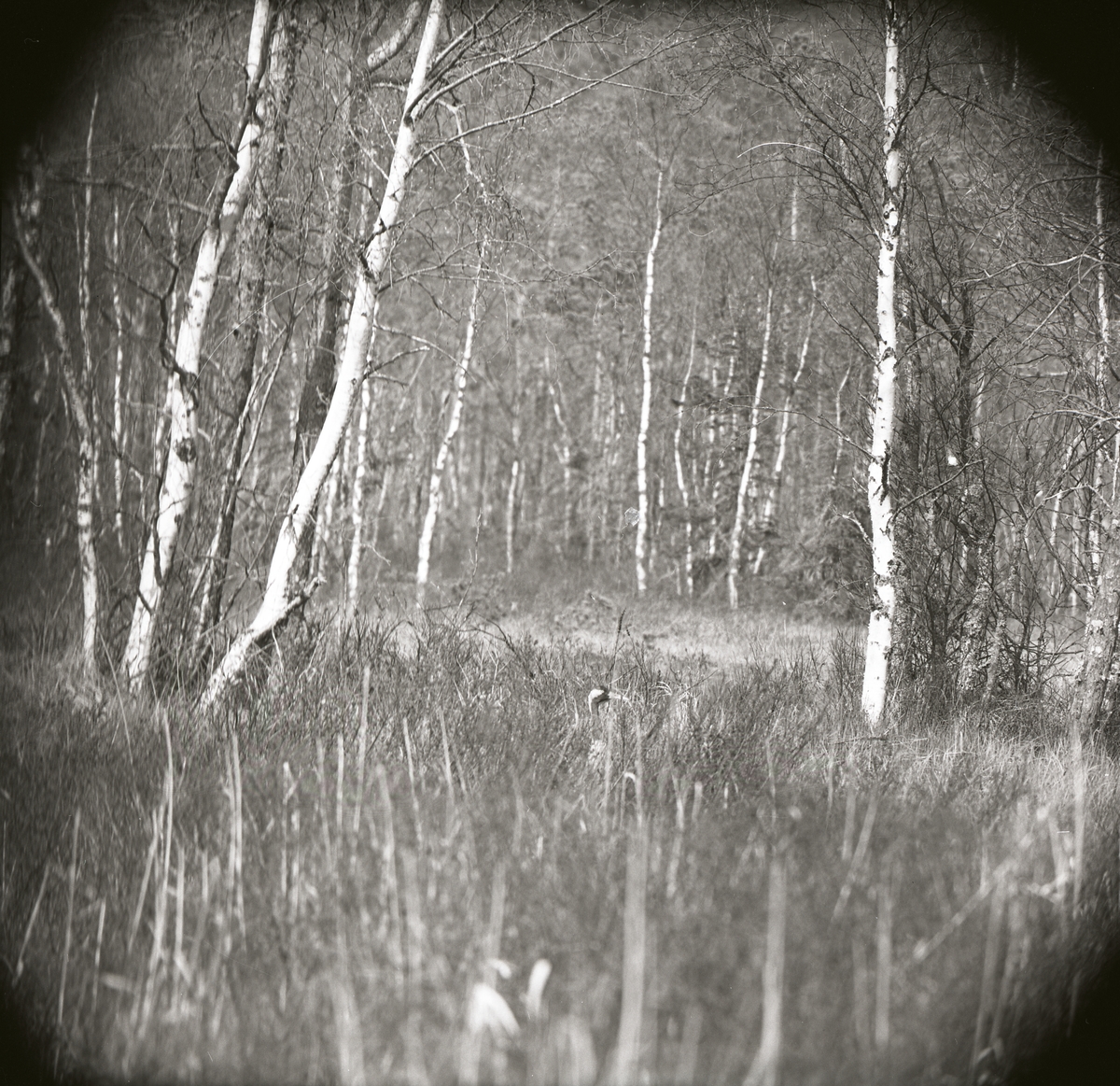 En tranas huvud sticker upp ur gräs intill en skog, maj 1965.