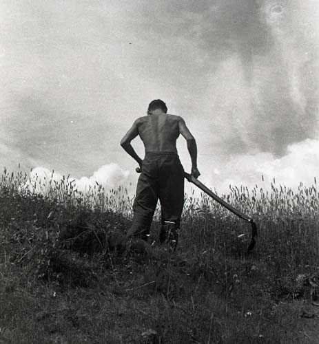 Hilding Mickelsson fotograferad bakifrån när han slår gräs med en lie, 1947.