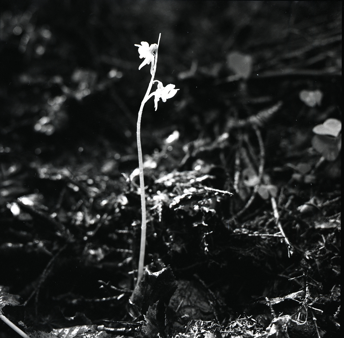 Den sällsynta orkidéen Skogsfrun vid glänta i skogen. Lindefallet, 5 augusti 1956.