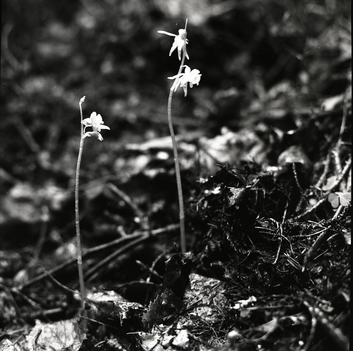 Den sällsynta orkidéen Skogsfrun i skogen. Lindefallet 5 augusti 1956.