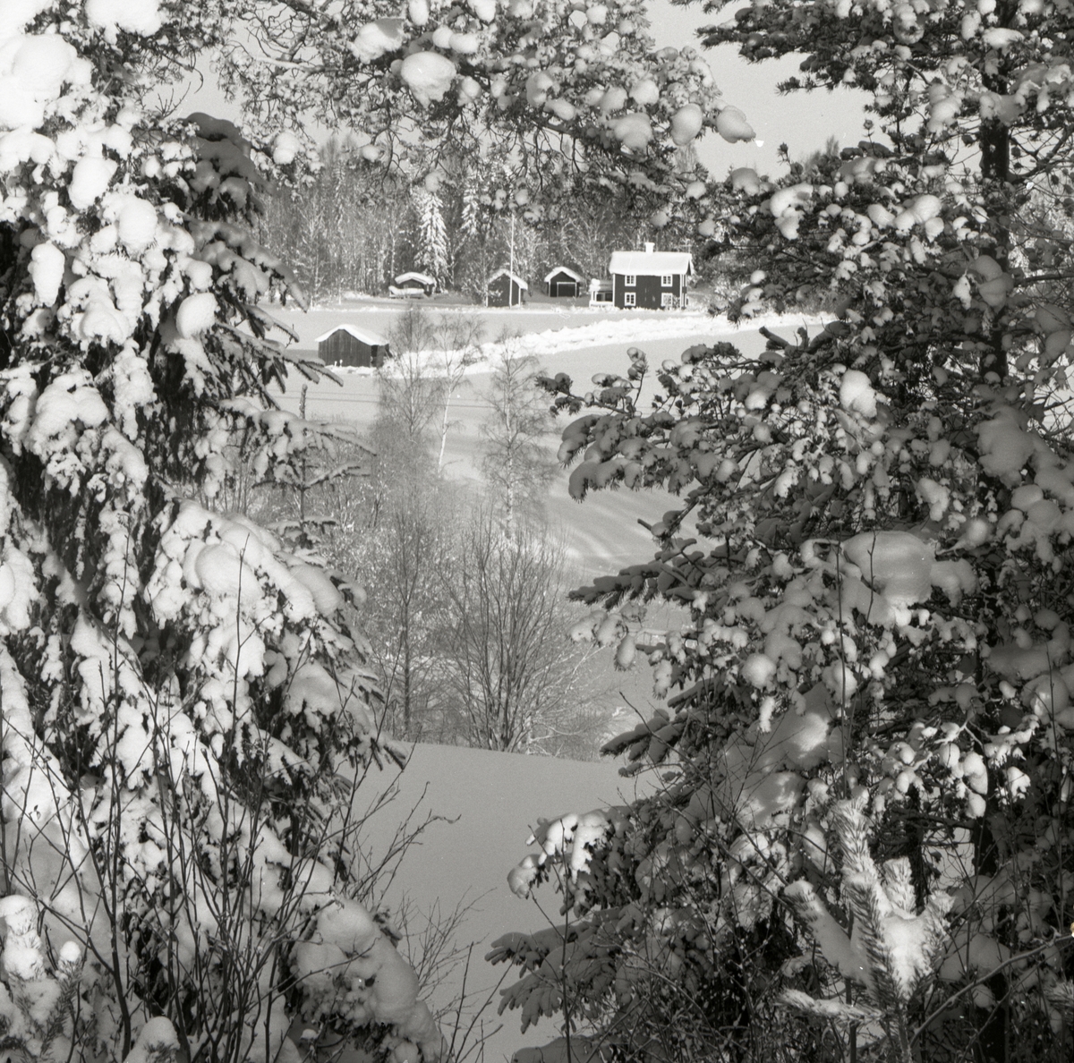 En gård syns i bakgrunden medan förgrunden delvis fylls av snötäckta granar i Mo, 1987.