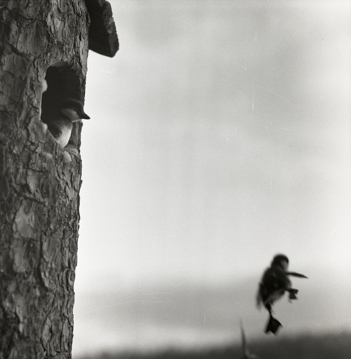 En knipunge sitter i en fågelholksöppning och nedanför fågelholken faller en annan knipunge mot marken efter att den har hoppat ut, Skidtjärn den 1 juni 1960.