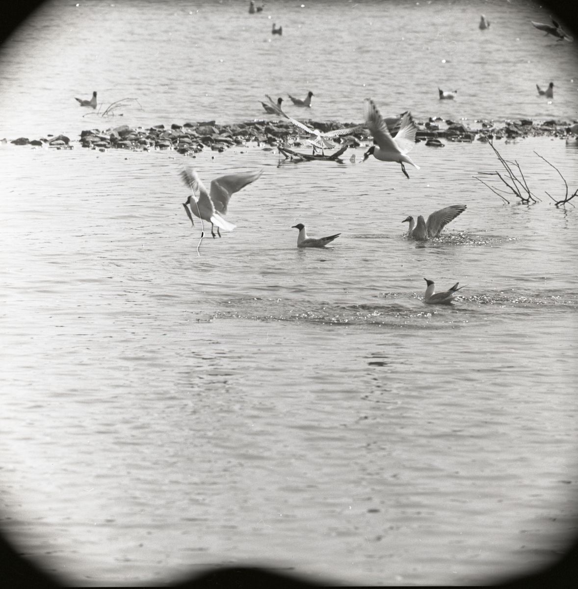 Några måsar och tärnor är på jakt efter fisk i Lillfjärden i Hudiksvall, maj 1962.