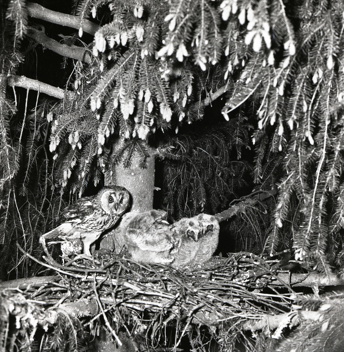 En uggla sitter i ett träd vid sitt bo där dess ungar väntar, april 1975.