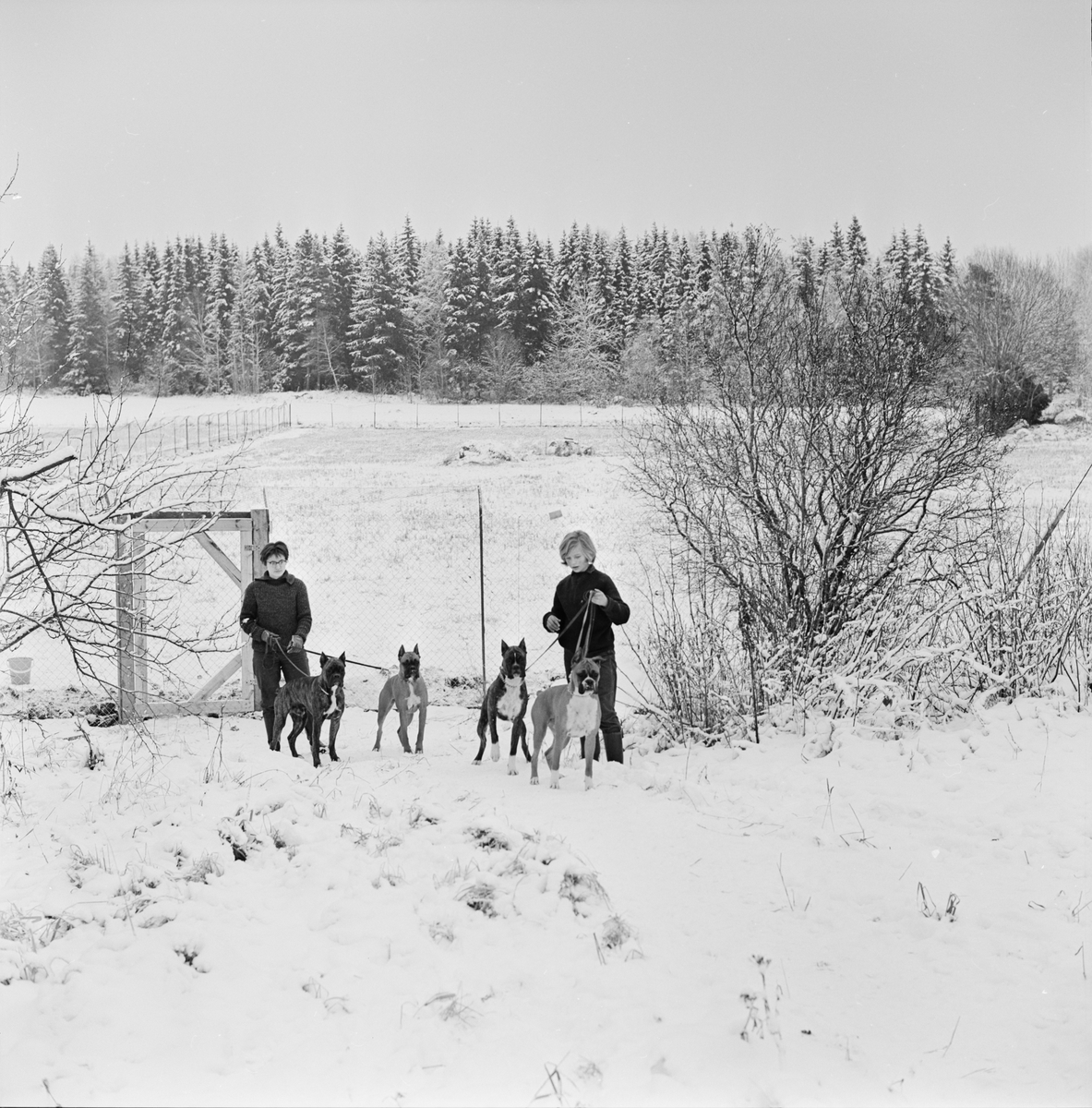 Rastning av boxerhundar, Raggboda hundpensionat, Skyttorp, Uppland 1962