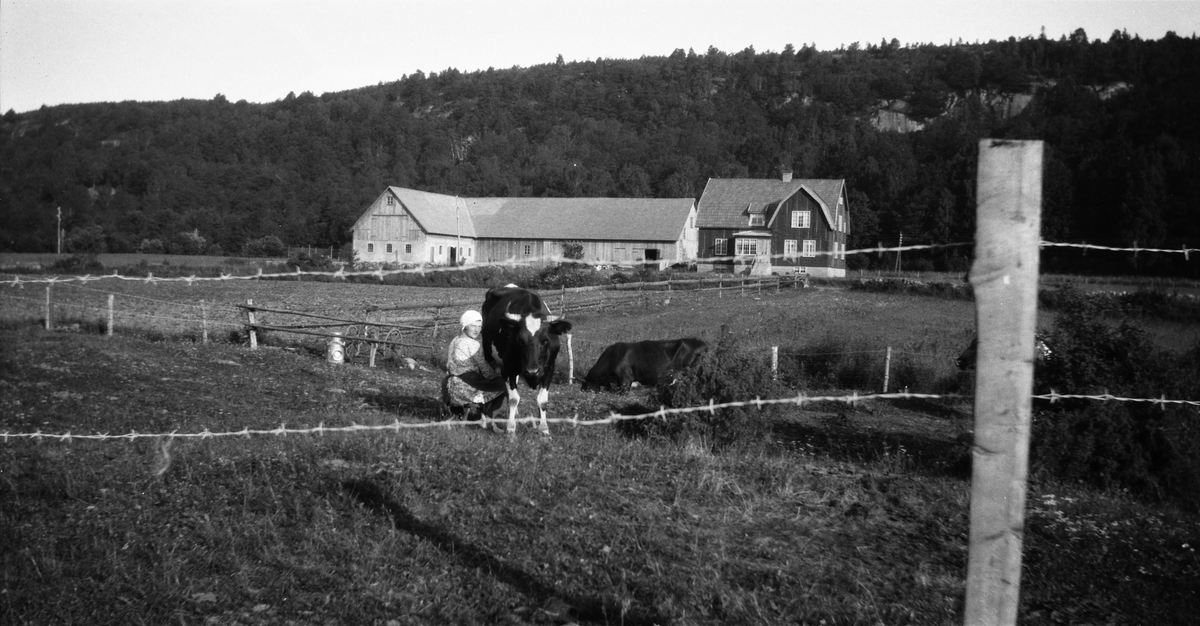 En ko mjölkas i hagen med Lövagårds ladugård och bostadshus i bakgrunden. I förgrunden taggtrådsstängsel och till vänster bakom kossan står en mjölkkanna.