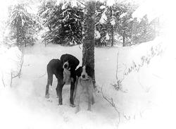 Hund i vinterlandskap.