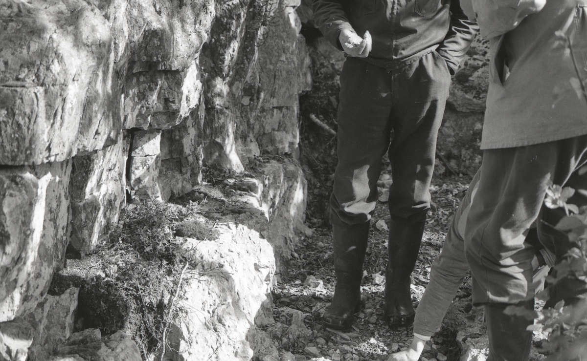 Bjønngolvet (T),
Skarlia, Flendalen (T):
Stikkelegging.