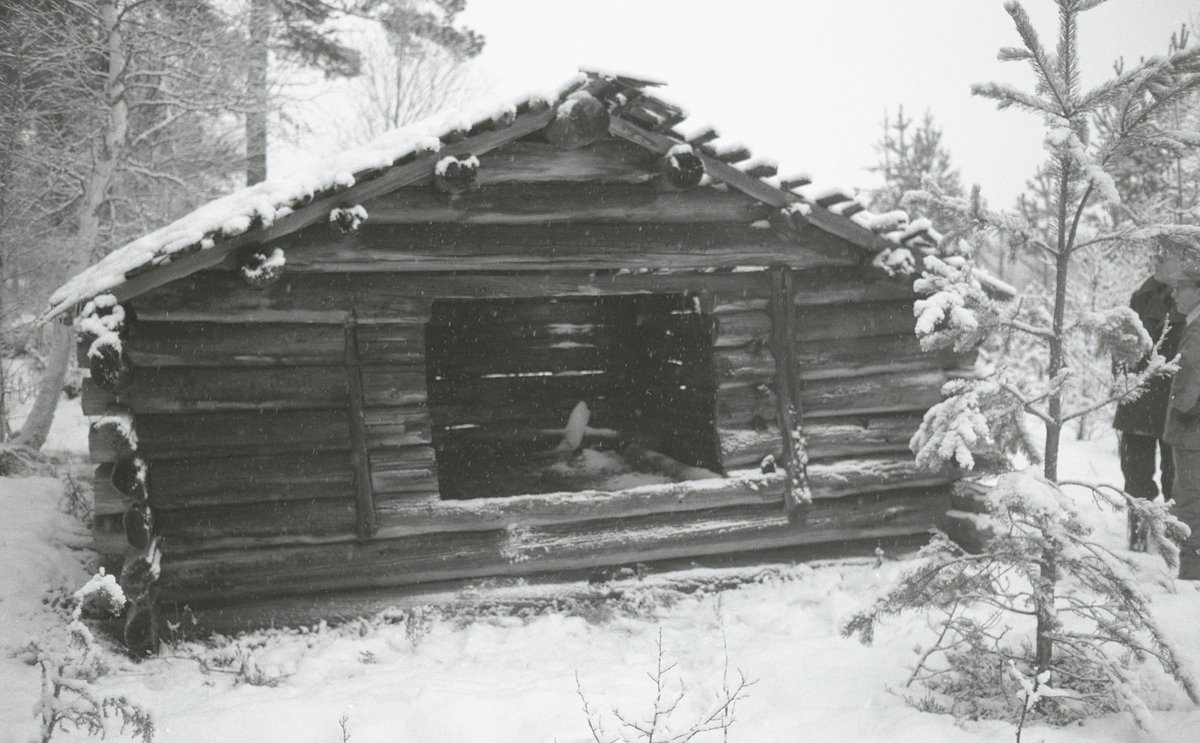 Koier Sør-Trysil. Verksted Koll Granli. 110/117