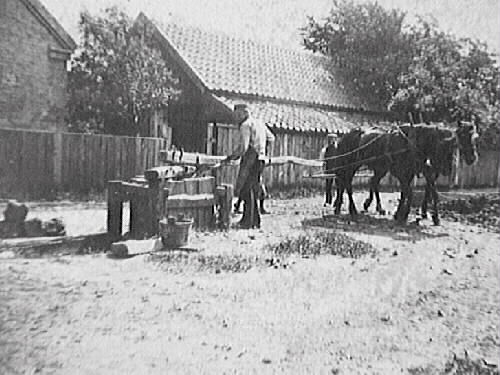 Gustaf Stenbergs lerkran, Falkenberg. Två hästar driver kranen. Till höger ligger en hög okranad lera. Till vänster i bilden ligger fyra kranade "klösar". Anordningen ligger utanför tomten, vilken hägnas med plank.