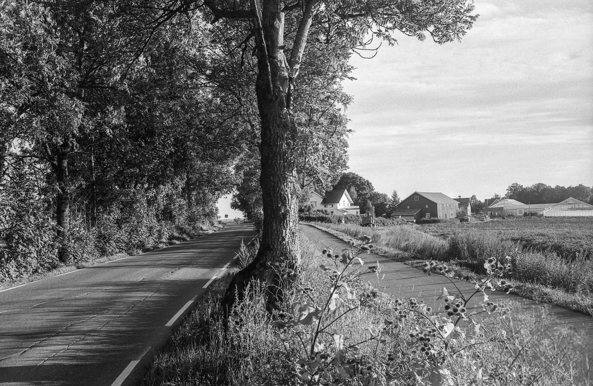 Naturbilder fra Kongeveien og Årungen i Nordby i Ås.