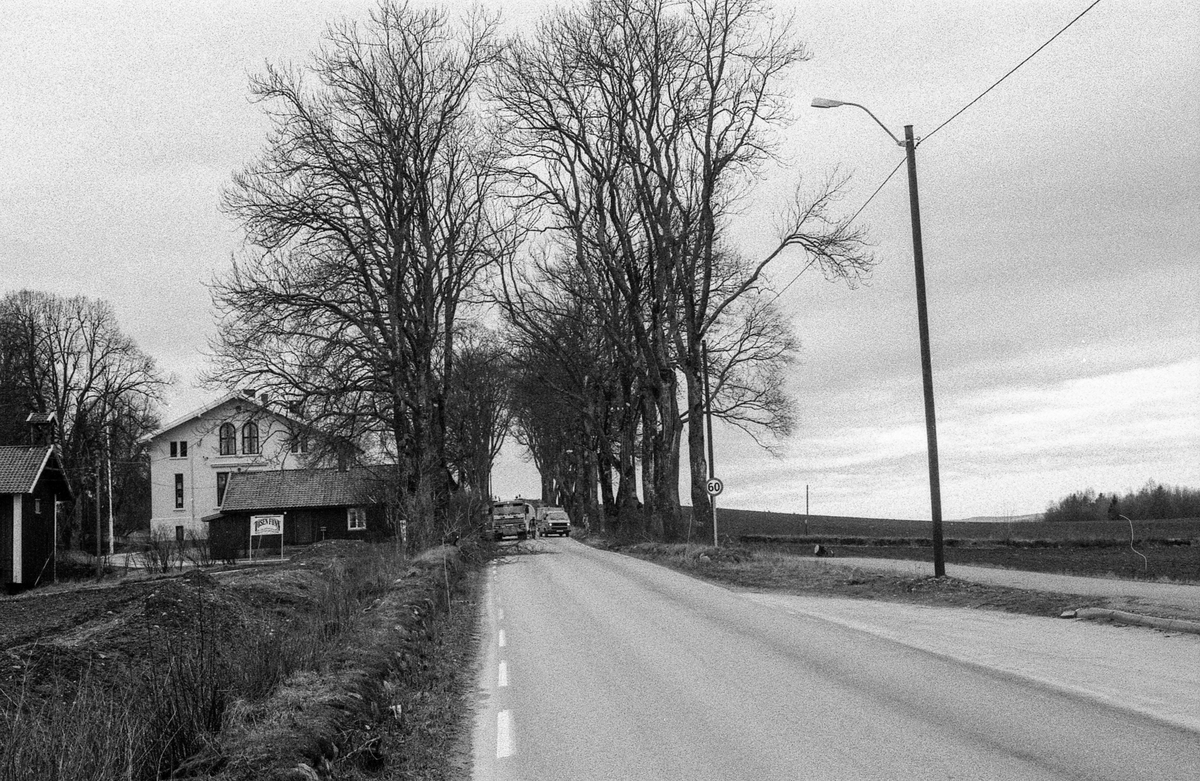 Den gamle Kongeveien i Nordby. Risaleen beskjæres, skamskjæres, mener landskapsarkitekt Vidar Ashjem i Ås. Verneverdig allé. Riis gård bak de store trærne.