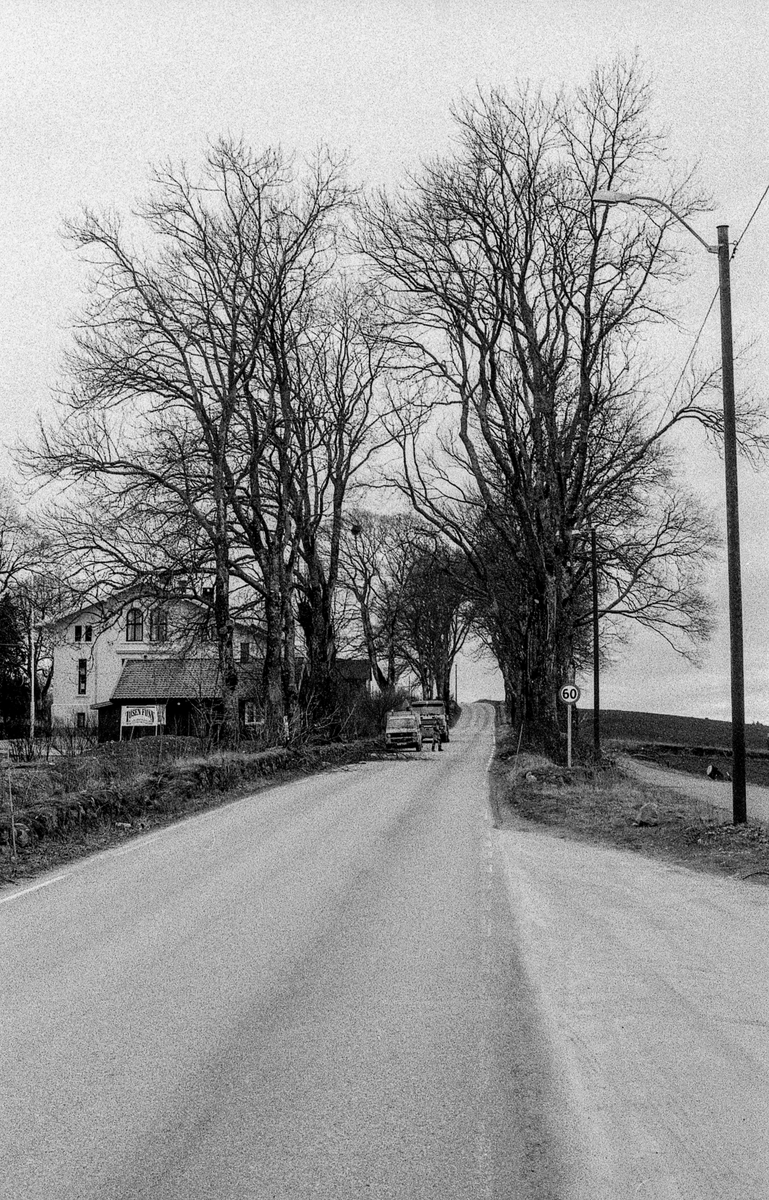 Den gamle Kongeveien i Nordby. Risaleen beskjæres, skamskjæres, mener landskapsarkitekt Vidar Ashjem i Ås. Verneverdig allé. Riis gård bak de store trærne.