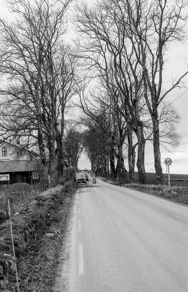 Den gamle Kongeveien i Nordby. Risaleen beskjæres, skamskjæres, mener landskapsarkitekt Vidar Ashjem i Ås. Verneverdig allé. Riis gård bak de store trærne.