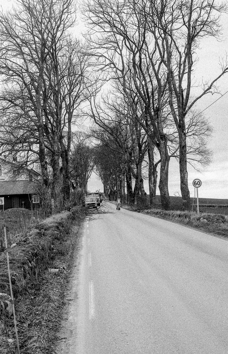 Den gamle Kongeveien i Nordby. Risaleen beskjæres, skamskjæres, mener landskapsarkitekt Vidar Ashjem i Ås. Verneverdig allé. Riis gård bak de store trærne.