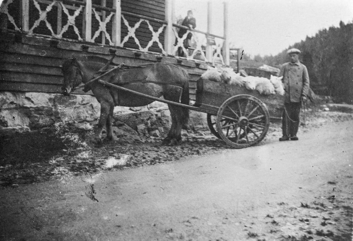 Oddmund S. Løyning med sau, hest og kjerre ved Hotel Utsikten