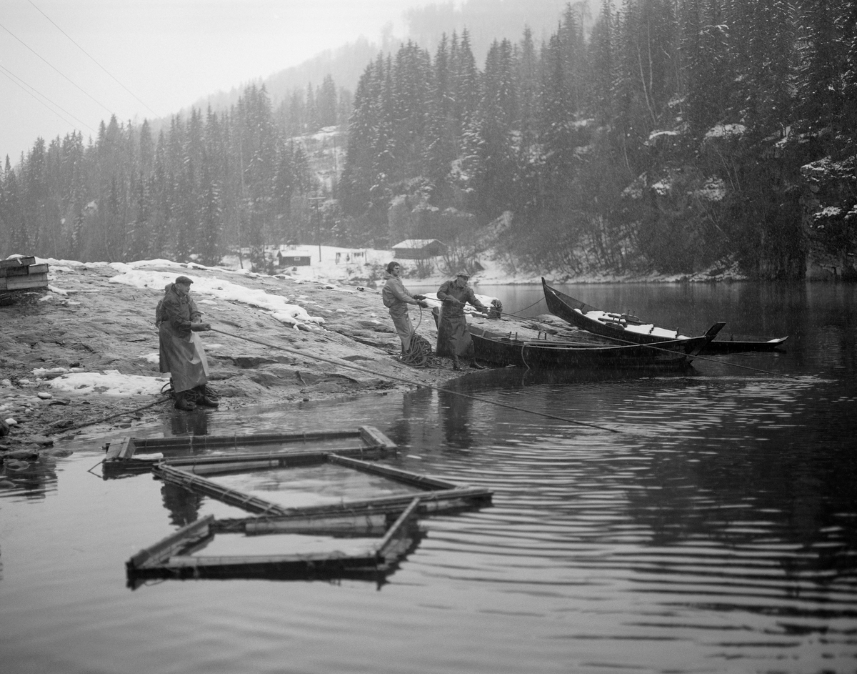 Lågåsildfiske ved Lortvarpet i Fåberg i Oppland høsten 1976.  Fotografiet viser fire fiskere som samarbeidet om å dra ei lågåsildnot mot land.  I bakgrunnen ser vi to åfløyer, en flatbotnet båttype som var markant kuvet i lengderetningen og ble mye brukt i den nedre delen av Gudbrandsdalslågen.  Nota var et bundet innstengingsredskap som her ble rodd ut i ei bue fra en av de nevnte båtene.  Den hadde kraftig tauverk øverst og nederst, henholdsvis «flætennol» og «søkketennol», som var utstyrt med henholdsvis flyteelementer og søkker.  Dermed ble det finmaskete garnet – «bundingen» - stående som en vegg i vannmassene.  Når de fire fiskerne begynte å dra nota mot land igjen ved hjelp av to endetau, var lågåsilda som hadde befunnet seg innenfor kastesona innestengt, og kunne tvinges varsomt inn mot land, der den ble samlet i en sentral del av bundingen og overført til de rektangulære, flytende nettingrammer av den typen vi ser i forgrunnen på dette bildet.  Der fikk silda gå levende inntil det passet fiskerne å ta den på land for ganing.  Til tross for det stille vannspeilet ved Lortvarpet, skal det har vært såpass strøm i elva her at notkastene måtte gjøres forholdsvis raskt.