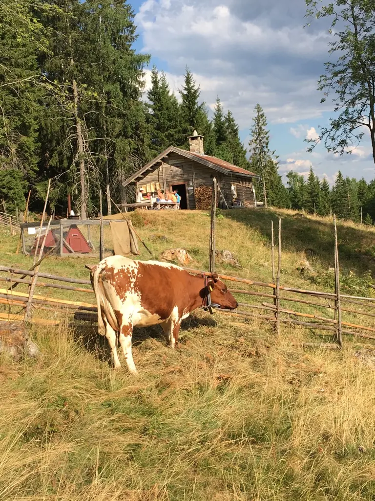 Foto av brun og hvit Ku som koser seg i setervangen. I bakgrunn ser man hovedbygget til Skålbergsætra. Det er sommer.