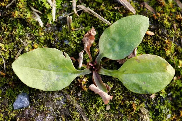 Groblad vokser i rosett med sine delvis ovale blader.