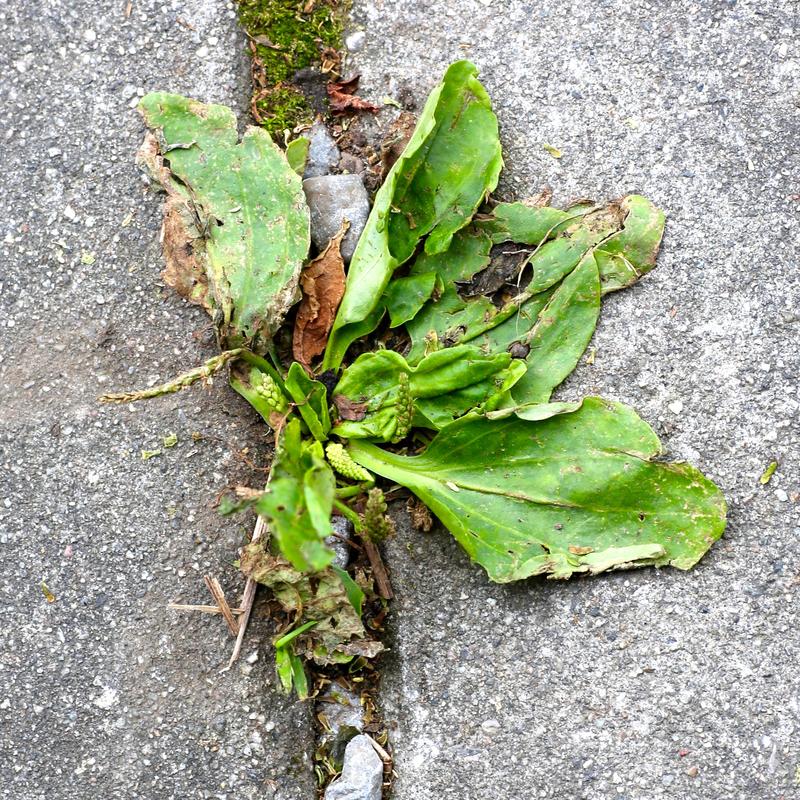 Groblad er en lite kravstor plante som vokser der den kommer til, blant annet i smale sprekker i brolegning slik som her.