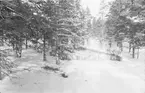 Drivmedelsförråd i skogen vid Svenska frivilligkåren i Finland, F 19. Bränsletunnor utlagda bland granar i snön.