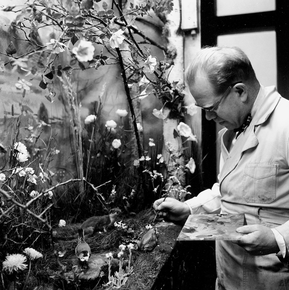 Konservator Tore Hansson.
December 1956.