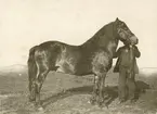 Hingsten Inge förevigad på Oscar Lundqvists Norsk-Nordsvenska stall vid Lindenäs 1905. Emedan han är en avelshingst får vi bland annat veta hans mankhöjd på 160 cm och vikt av 690 kilo. Även att han importerades i moderlivet och föddes på Lindenäs 1902.