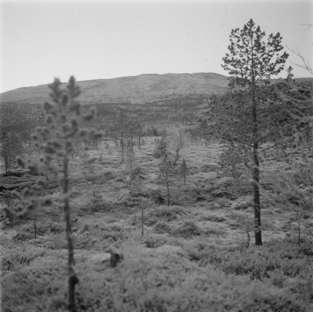 Naturmotiv fra Herringbotn. Furuskog