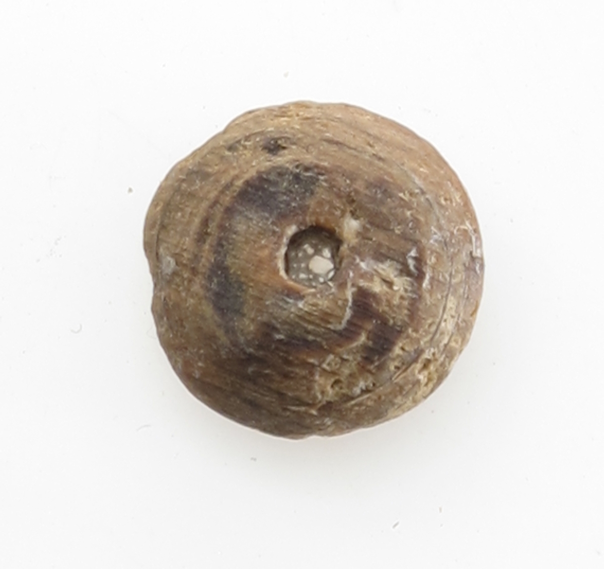 Knapper, 6 stk.  "Fredensborg." 1768.   

Tre.  

a-b). Diam. 2,3 Svakt hvelvede, med ett hull. 

e-d) Mindre, mer hvelvet, med ett hull. Diam. l. 9.  

e-f) En inntørket trerest av samme type som c d anta gelig, flat. Diam. 2. og 1,8.