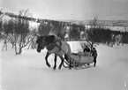 Hästtransport vid Björkliden.