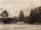 Boden Central. Stationsplantering. Formbeskuren Balsampoppel.  Fotografiet troligtvis taget av trädgårdsdirektör Enok Cederholm på 1920 talet.