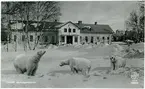 Luleå järnvägsstation med isbjörnar i ett fotomontage.