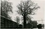 Sparreholms bangård, en dekorativ gammal ek, vårdträd. Statens Järnvägar, SJ.