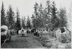 Finska flyktingar i Haparanda, hösten 1944. Boskap och resgods